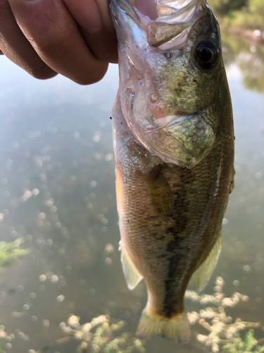 ラージマウスバスの釣果