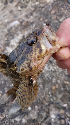 タケノコメバルの釣果