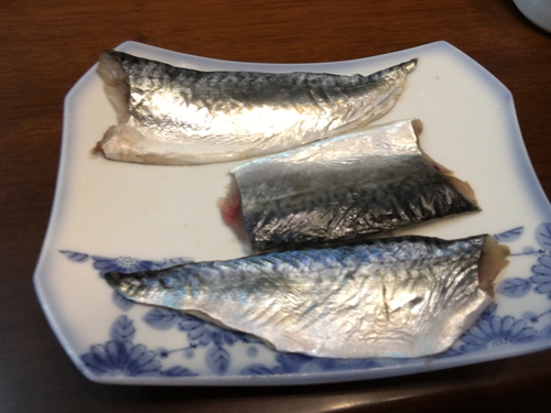 サバの釣果