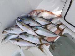 ヒラマサの釣果