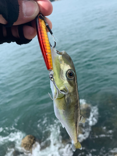 フグの釣果