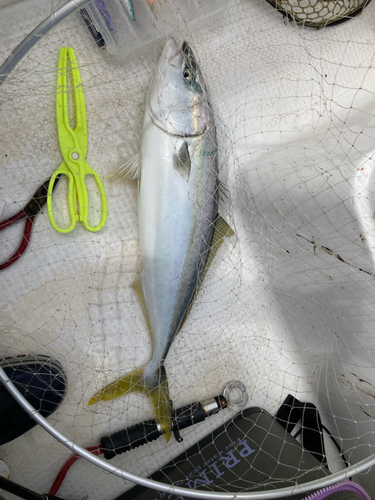 イナダの釣果