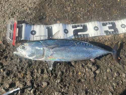 マルソウダの釣果