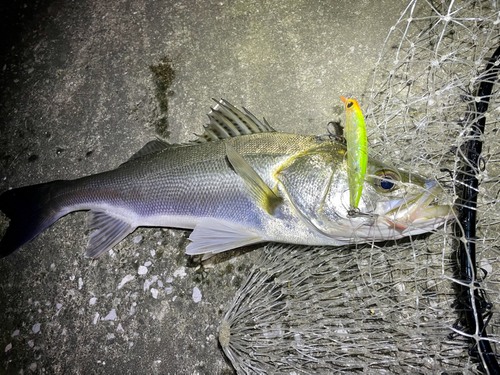 シーバスの釣果