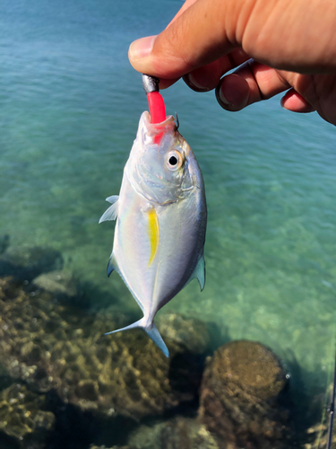 カスミアジの釣果