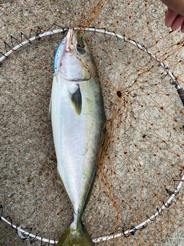 ハマチの釣果