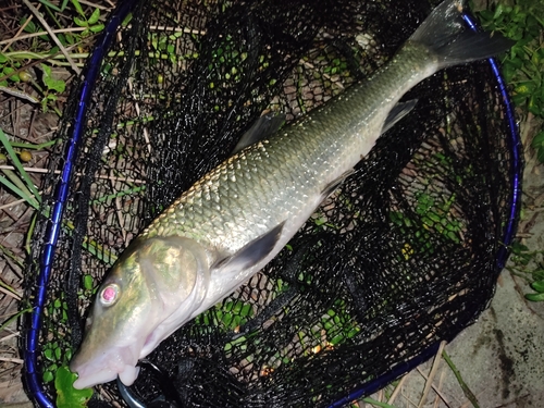 ニゴイの釣果