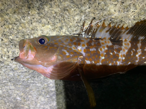 アコウの釣果