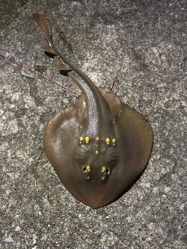 ウチワザメの釣果