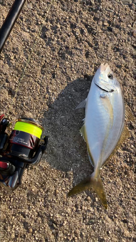 シマアジの釣果