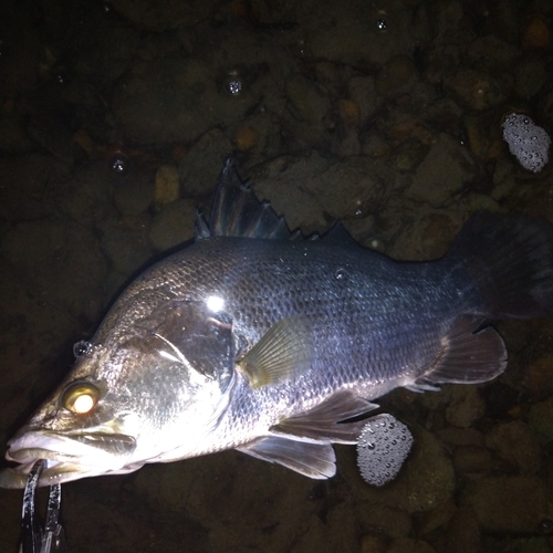 アカメの釣果