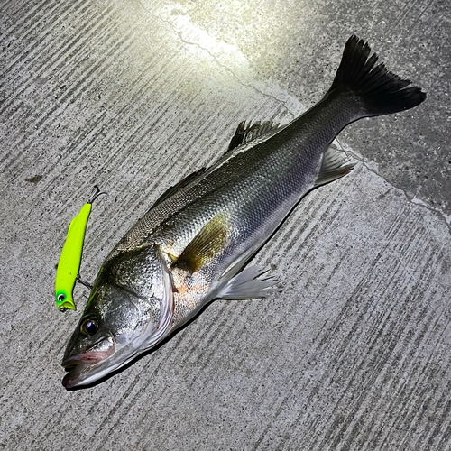 シーバスの釣果