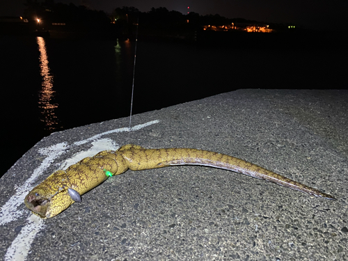 ウツボの釣果