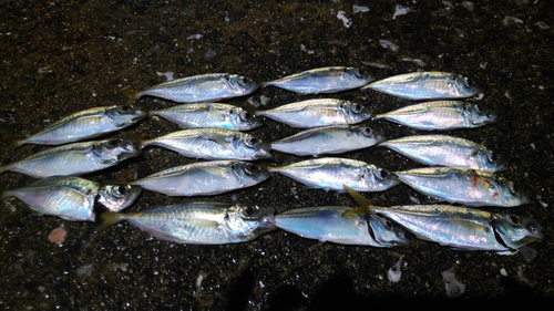 アジの釣果