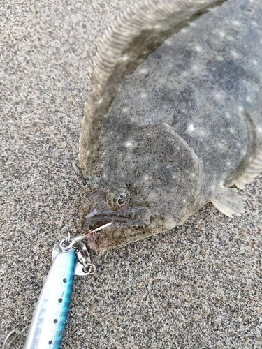 ソゲの釣果