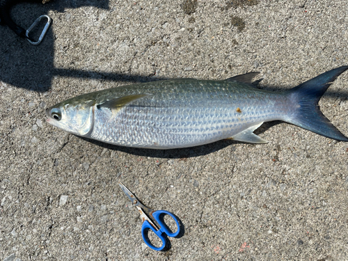 ボラの釣果