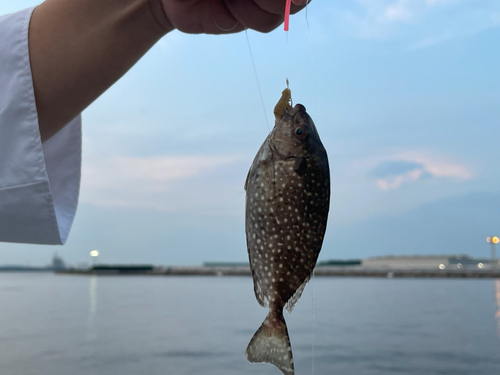 アイゴの釣果