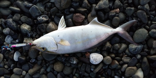 ネイリの釣果