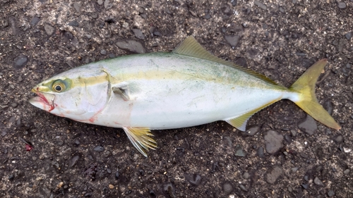 イナダの釣果