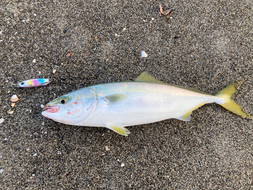 イナダの釣果