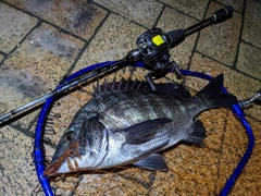 クロダイの釣果