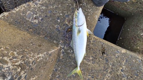 イナダの釣果