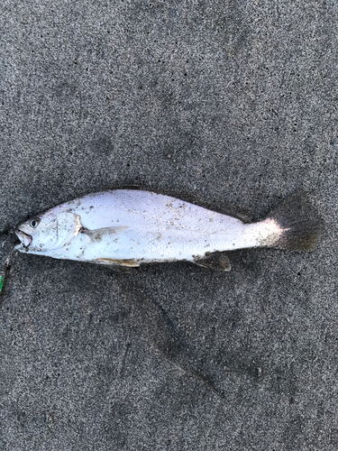 ニベの釣果