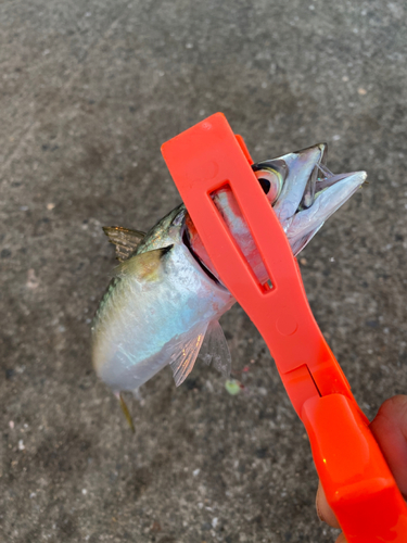 サバの釣果