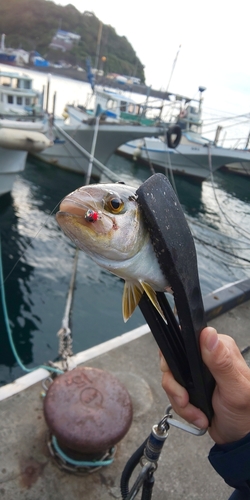 カンパチの釣果