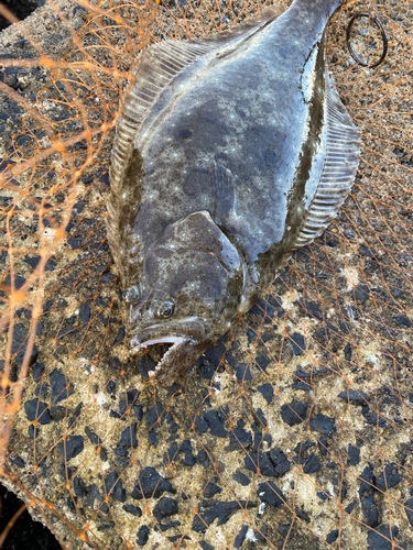 ヒラメの釣果