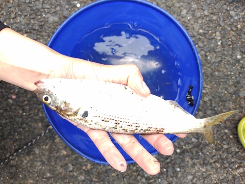 コノシロの釣果