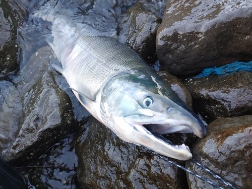 サケの釣果