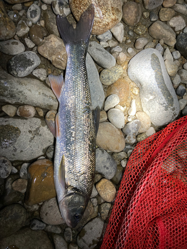 ウグイの釣果