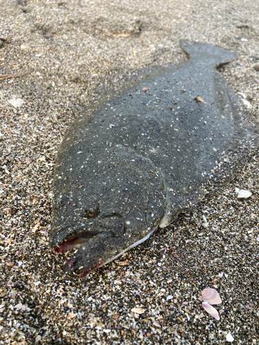 ヒラメの釣果