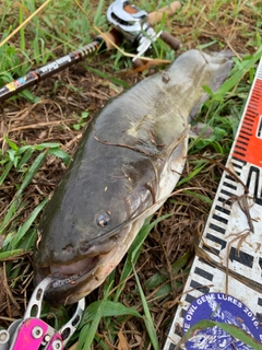 ナマズの釣果