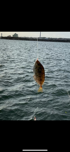 アイゴの釣果