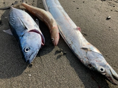 カツオの釣果