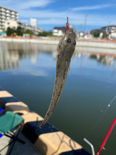 マハゼの釣果