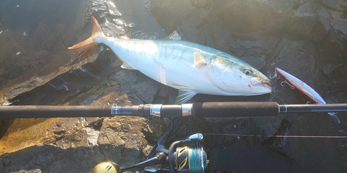 イナダの釣果