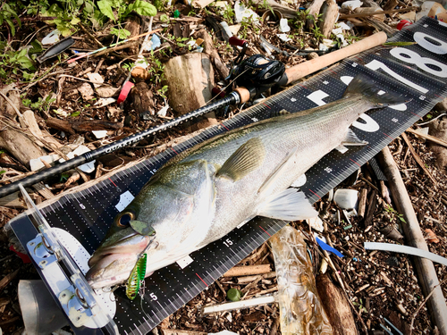 シーバスの釣果