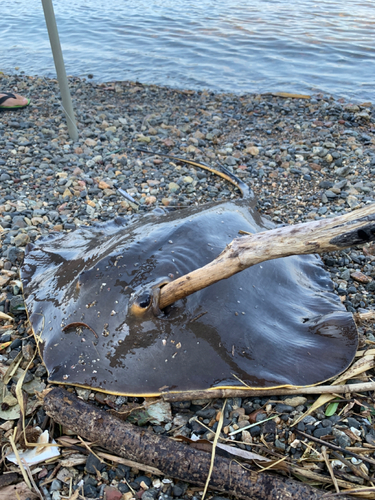 アカエイの釣果