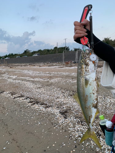 ツバスの釣果