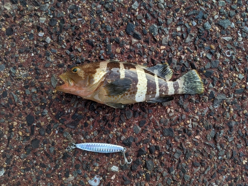 アオハタの釣果