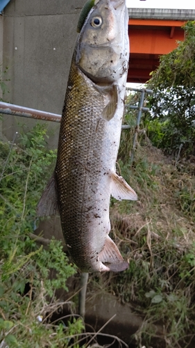 ボラの釣果