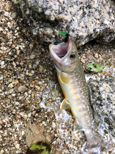 イワナの釣果