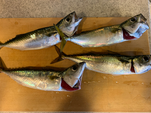 サバの釣果