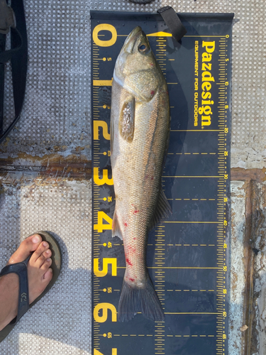 スズキの釣果