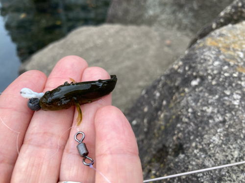 ハゼの釣果