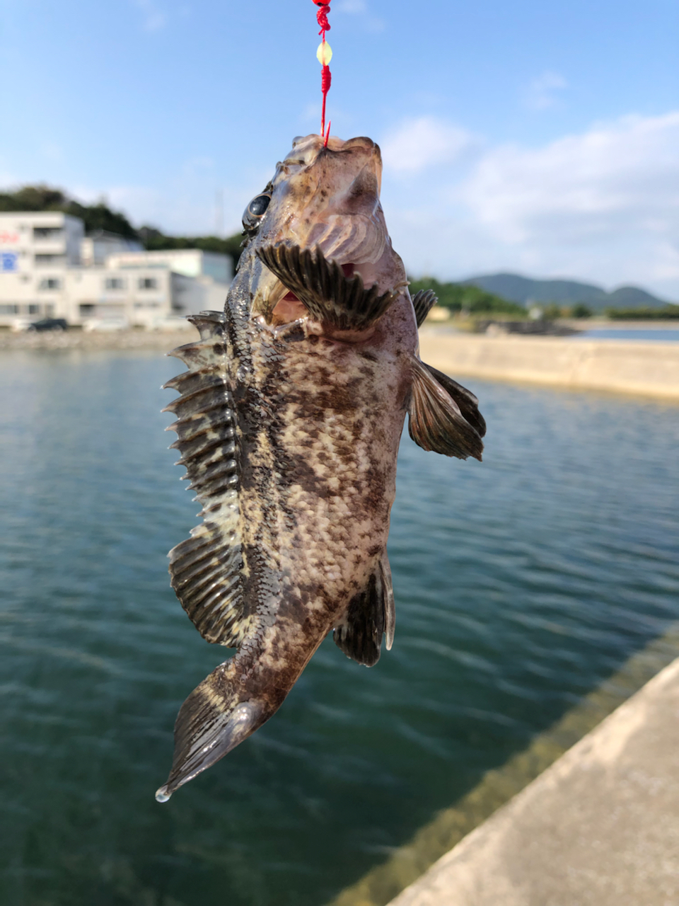 タケノコメバル