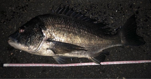 チヌの釣果